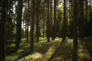sun rays in coniferous forest, abstract landscape summer forest, beautiful wilderness nature