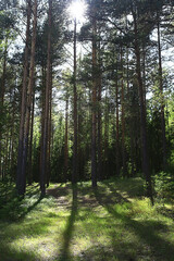 Obraz premium sun rays in coniferous forest, abstract landscape summer forest, beautiful wilderness nature