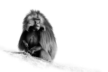 Black and white, artistic photo of hairy monkey Gelada Baboon - Theropithecus gelada isolated on...