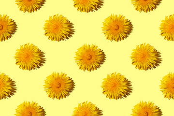 Seamless pattern of yellow fluffy dandelions on a yellow background