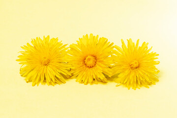Three yellow dandelions on a yellow background