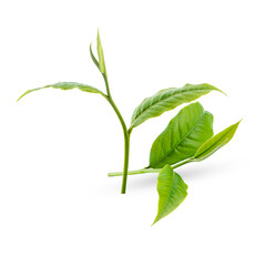 fresh tea leaves on a white background,isolated