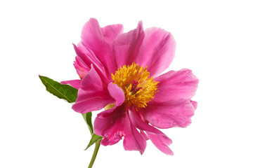 Bright peony flower of simple shape with magenta petals and a yellow center isolated on a white background.