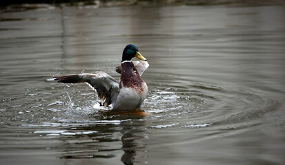 Male mallard bathing and preening on the river