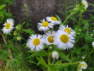 Daisy fleabane is blooming in spring ,Bellis perennis, as sunflower, white, 데이지, Hope, peace, korea, 한국 © 근호 박