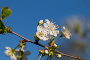 Flowering fruit trees on a background of blue sky