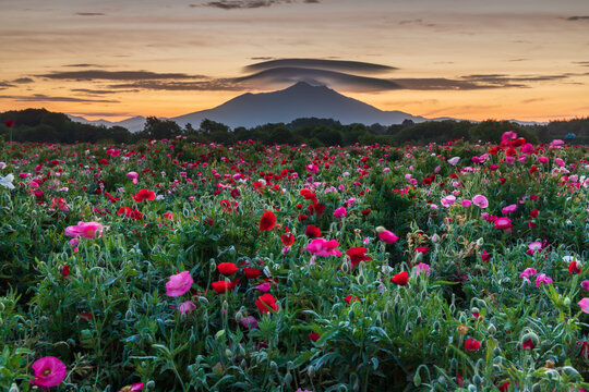 68 最適な 小貝川 ポピー 画像 ストック写真 ベクター Adobe Stock 68 最適な 小貝川 ポピー 画像 ストック写真 ベクター Adobe Stock