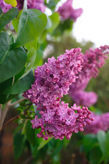 beautiful spring flowers of lilac against the sky