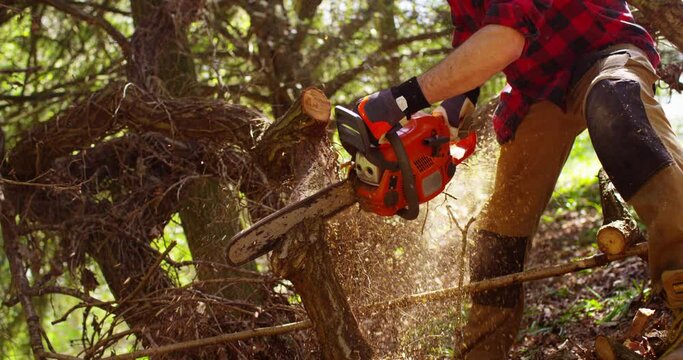 Tree surgeon chainsawing wood trunk with big chainsaw.