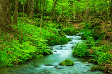 Obraz premium 新緑の尚仁沢湧水