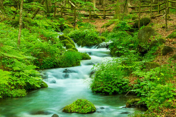 新緑の尚仁沢湧水