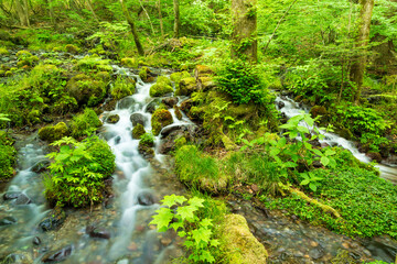 Obraz premium 新緑の尚仁沢湧水