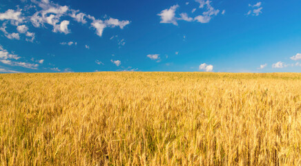 Wheat crop field Landscape harvest
