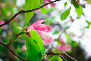 pink magnolia flowers close up. selective focus, blur, grain