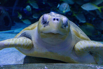Olive ridley sea turtle swimming and resting in aquarium