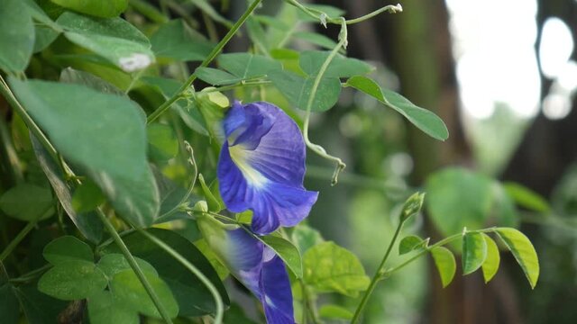 Telang flower or Asian pigeonwings or Blue Pea flower or Clitoria ternatea which have many benefits for the human body