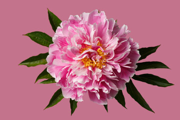 Bright pink peony flower isolated on pink background.
