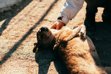 Close up photo of woman volunteer petting a cute dog outdoors, adoption concept