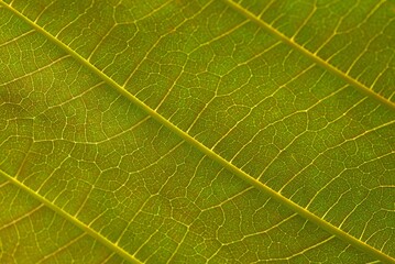 Beautiful green leaf veins of Jabon plant (Anthocephalus macrophyllus)