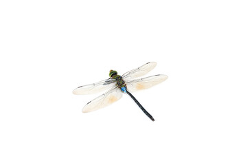 Dragonfly isolated on white background.