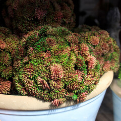 Artificial succulent plant in a clay pot as a garden decoration