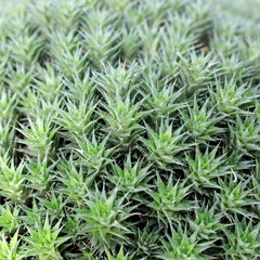 Abromeitiella chlorantha is low densely caespitose perennial cushion forming sub-succulent herb,