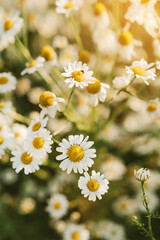 Beautiful flower meadow with medicinal chamomile. A field of white daisies against the backdrop of the setting sun. Spring or summer landscape with flowers.