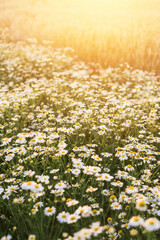 Beautiful flower meadow with medicinal chamomile. A field of white daisies against the backdrop of the setting sun. Spring or summer landscape with flowers.