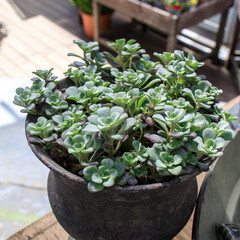 sedum oreganum in a clay pot as a garden decoration. Decor, glass bottle