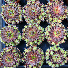 Echeveria succulents in plastic pots in a box form a pattern