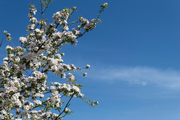 blossoming tree