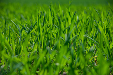 fresh green grass growing on field isolated
