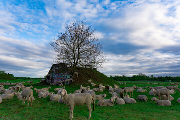 Schafe auf Gründer Wiese vor Hügel und blauem Himmel im Süden Münchens