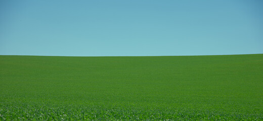 fresh green wheat, barley, rapeseed, oats growing in the field, blue sky