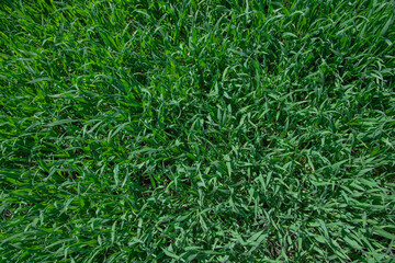fresh green grass growing on field isolated