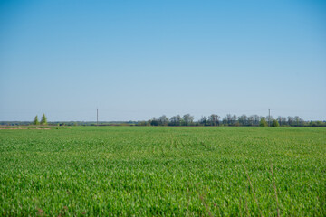 fresh green wheat, barley, rapeseed, oats growing in the field, blue sky