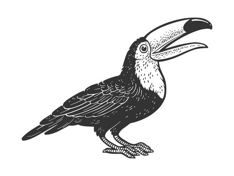 recommend clip art: Toucan bird line art sketch engraving vector illustration. T-shirt apparel print design. Scratch board imitation. Black and white hand drawn image.