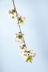Blossoming cherry twig on pastel blue background