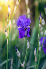Purple iris flower in the rays of the spring sun (Soft focus, bokeh)