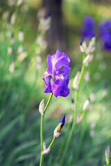 Vertical photo of a beautiful bud of purple iris flower (Selective focus, bokeh)