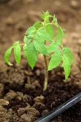 Tomato seedling palanted in greenhouse, young tomato plant on water drops, water irrigation line.