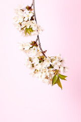 Blossoming cherry twig on pastel pink background