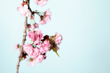 Flowering twig of sakura on pastel menthol background