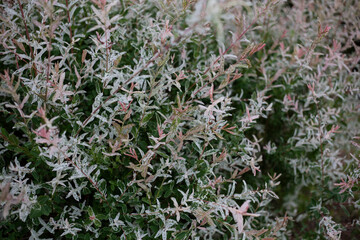 Flowers in a beautiful garden in Korea
