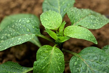 Pepper seedling closeup planted in greenhouse, paprika young plant on water drops.