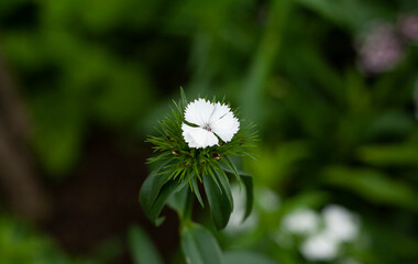 Flowers in a beautiful garden in Korea
