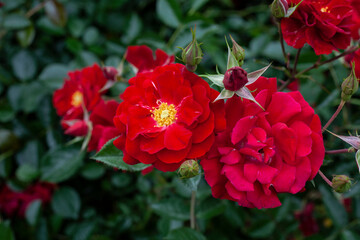 Flowers in a beautiful garden in Korea
