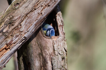 Blaumeise bei der Suche nach einer Nisth&ouml;hle