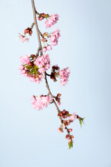 Flowering twig of sakura on pastel blue background