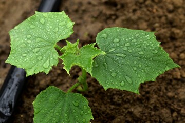 Cucumber  seedling planted in greenhouse, plant on water drops, drop irrigation line.